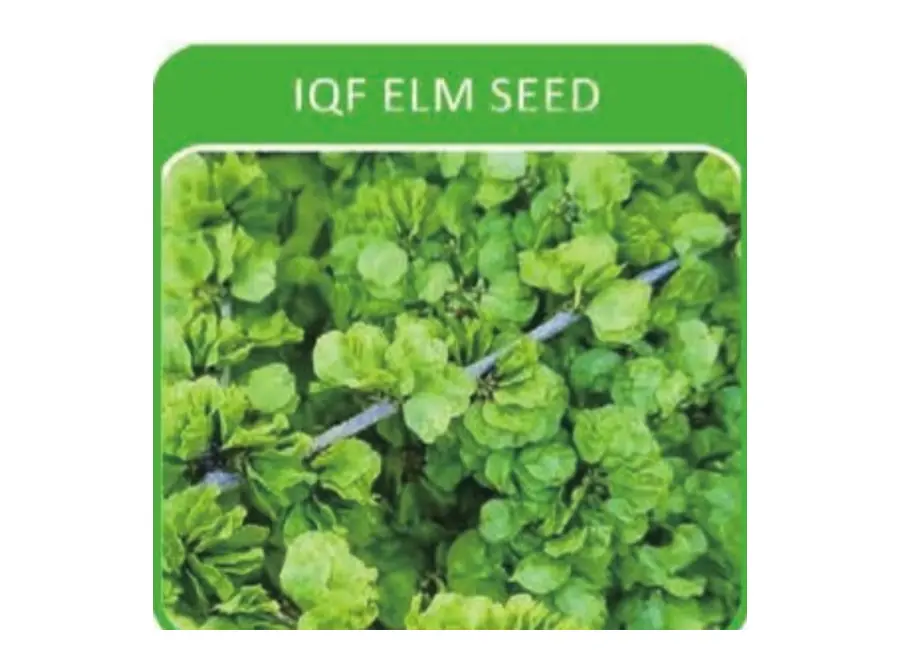 IQF Elm Seed from the Deesheng Food catalogue
